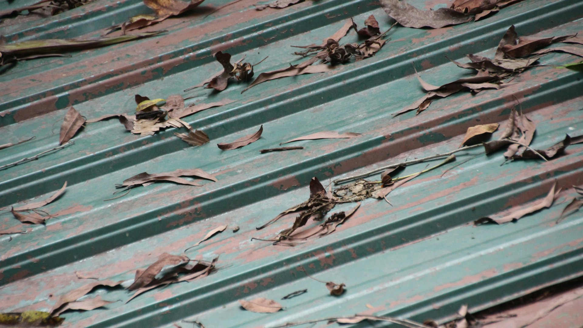 Fallen leaves collecting in a roof gutter