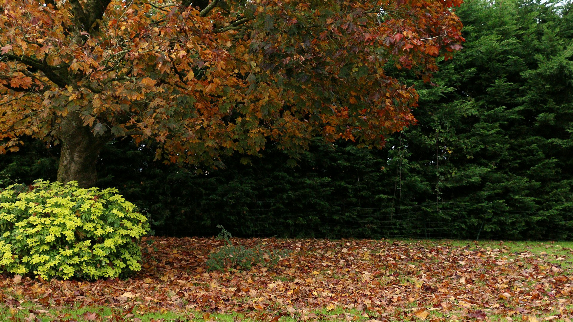 Fallen leaves across a lawn and garden beds